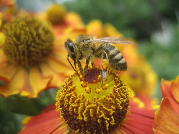 Abeja sentada en una flor brillante — Foto de Stock