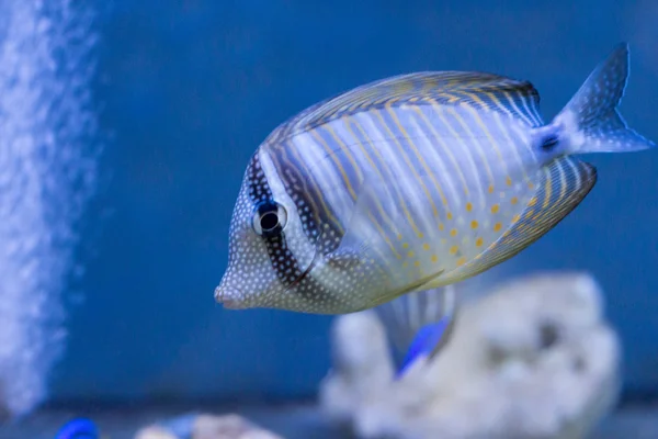 水の下でカラフルなサンゴ礁の魚たち — ストック写真