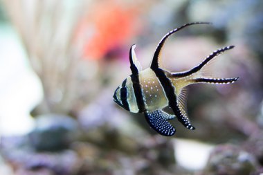 Renkli mercan balık