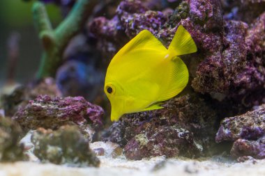 Renkli mercan balık