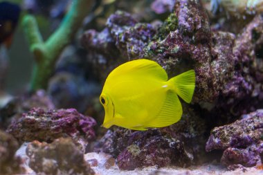 Renkli mercan balık