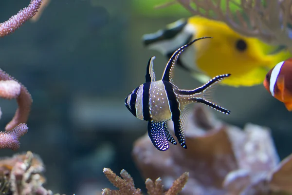 Renkli mercan balık — Stok fotoğraf