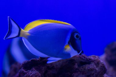 parlak mavi bir balık