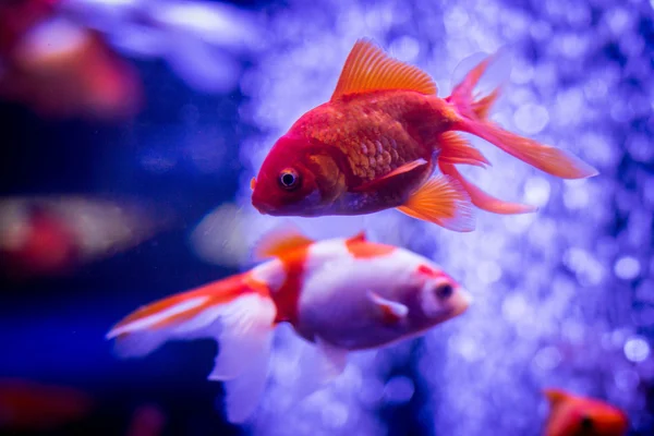 Dos peces rojos —  Fotos de Stock