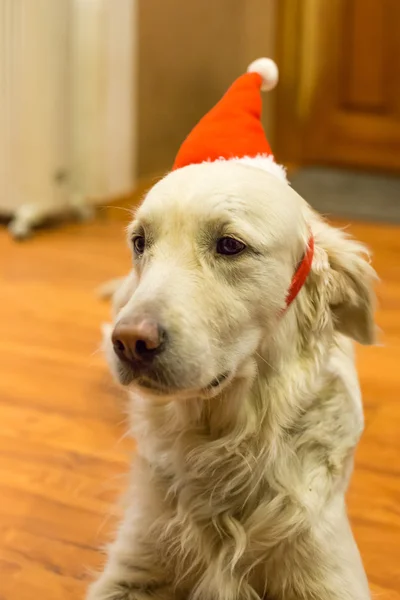 Karácsonyi és újévi szépen öltözött kutyák — Stock Fotó