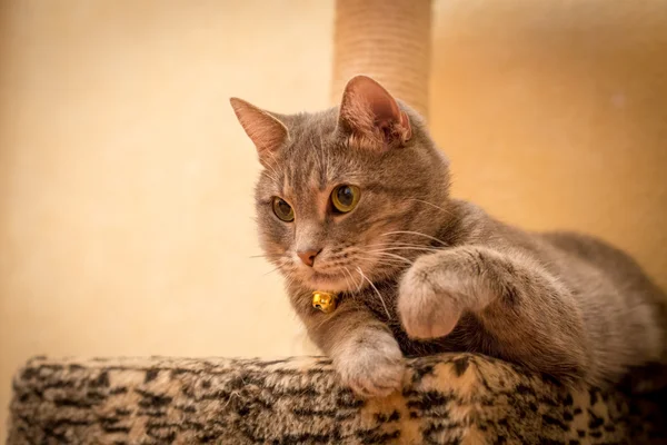 Evde güzel bir yaka ile gri kedi