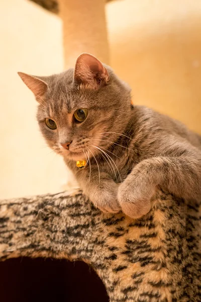 Evde güzel bir yaka ile gri kedi