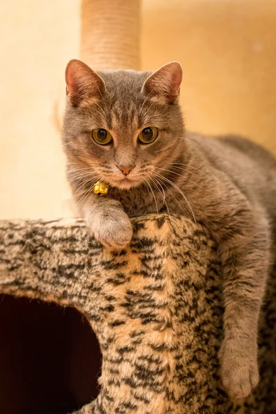Evde güzel bir yaka ile gri kedi