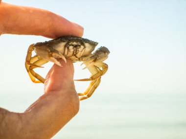 Yengeç-Hermit onun eleman kaçmaya çalışır