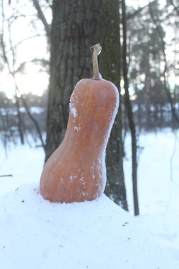 Orman karla kaplı bir arka plan üzerinde kabak