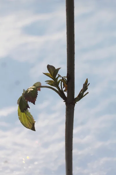 Rosas de Rostock con hojas verdes que crecen de la nieve —  Fotos de Stock