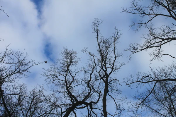 Arbres sans feuilles contre le ciel — Photo