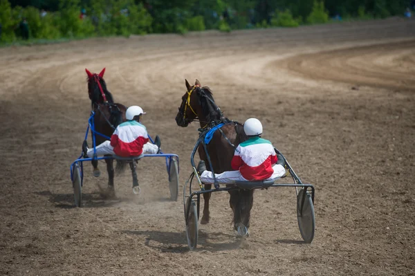 Chevaux de course en chariot — Photo