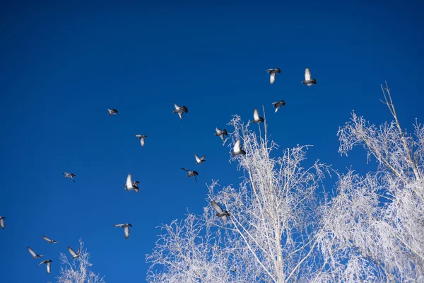 Güvercinler mavi gökyüzüne doğru uçuyor.