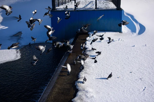 Güvercinler kışın köprüde oturur.