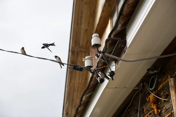 Golondrinas vuelan fuera del nido en la casa —  Fotos de Stock