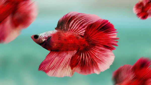 Pescado Rojo Océano —  Fotos de Stock