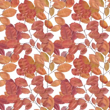 Kusursuz parlak desen beyaz yaprakların üzerinde taranmış yapraklardan oluşur..