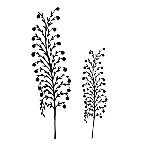 Silhouette von Kraut. Grassilhouetten. Sommerpflanzen. — Stockvektor