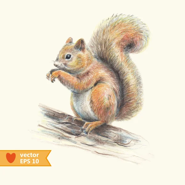 Mókus rajz — Stock Vektor © emberstock #41962039