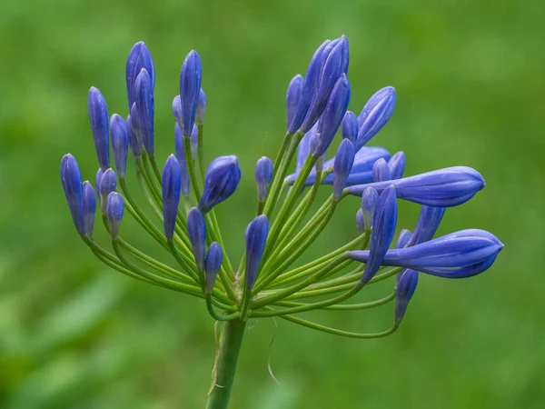 Close-up of Agapanthus flower with green out of focus background