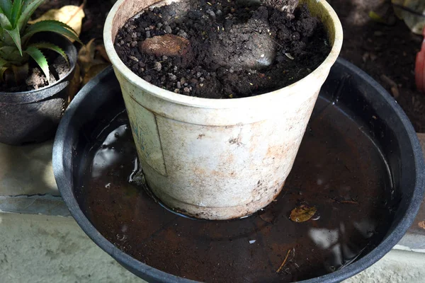 İçinde durgun su olan bir vazoda terk edilmiş plastik bir kase. Manzarayı kapat. Potansiyel üreme alanında sivrisinekler