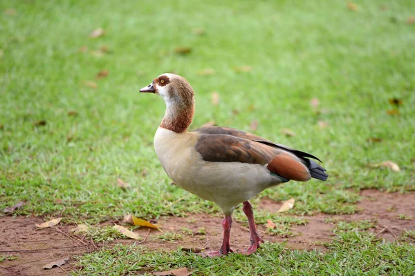 Enten Laufen Auf Dem Gras Vogel Isoliert Auf Verschwommenem Grünem — Stockfoto