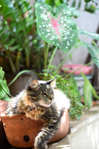 Kör Kedi Arka Planda Odaklanmamış Bitkilerle Tencerede Yatan Görme Bozukluğu — Stok fotoğraf