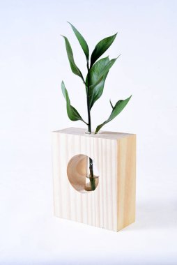 Bitki dekorasyonu için ahşap destek tabanı, beyaz arka planda izole edilmiş çiçek.