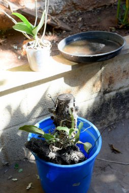 İçinde su bulunan terk edilmiş bir gemi, aedes aegypti larva çoğalma alanı, dang, chikungunya, zika virüsü ,.