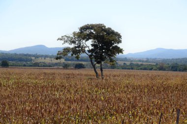 Ufukta dağların olduğu Sorghum plantasyonu. Arka plan dokusu kullanımı için fotoğraf.