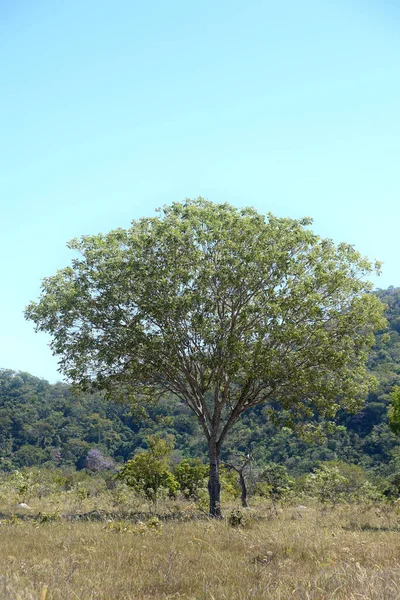 Baru Kästnussbaum Brasilianische Vegetation — Stockfoto