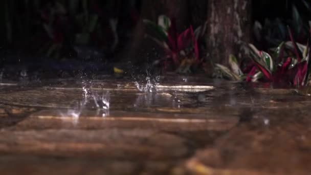 빗방울 천천히 떨어지는 — 비디오
