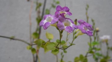 Güzel, yakın plan çift renkli mini orkideler Sogo Vivien sağ ve sol ve mor mini orkideler Kardeş Pico tatlım ortada. Phalaenopsis, Mavili arka planda Güve Orkidesi.