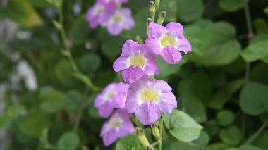 Güzel, yakın plan çift renkli mini orkideler Sogo Vivien sağ ve sol ve mor mini orkideler Kardeş Pico tatlım ortada. Phalaenopsis, Mavili arka planda Güve Orkidesi.