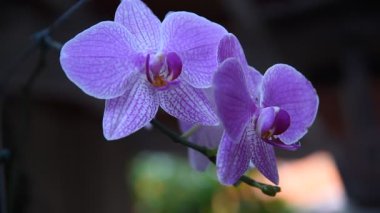Güzel, yakın plan çift renkli mini orkideler Sogo Vivien sağ ve sol ve mor mini orkideler Kardeş Pico tatlım ortada. Phalaenopsis, Mavili arka planda Güve Orkidesi.
