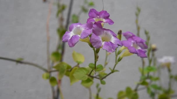 Hermosas Mini Orquídeas Doble Color Primer Plano Sogo Vivien Las — Vídeo de stock