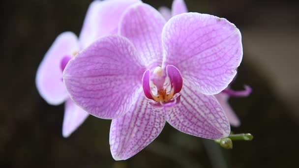 Bonito Close Dupla Cor Mini Orquídeas Sogo Vivien Direita Esquerda — Vídeo de Stock