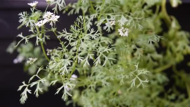 Yemeklerde Baharat Olarak Kullanılan Aromatik Lezzetli Bir Kişniş Bitkisi — Stok video