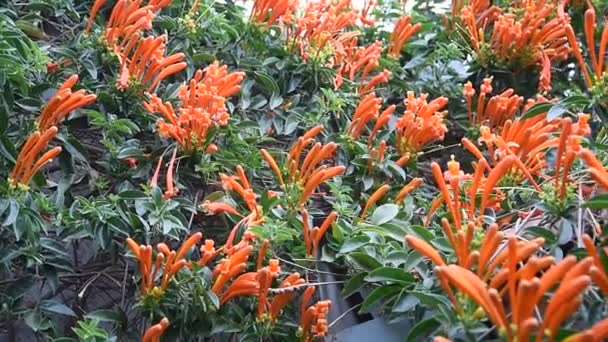 San José Escalando Flores Naranjas Botánica Jardín — Vídeos de Stock