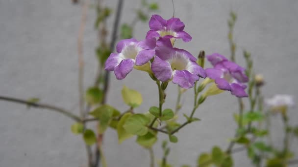 Güzel Yakın Plan Çift Renkli Mini Orkideler Sogo Vivien Sağ — Stok video