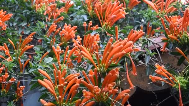 San Giuseppe Arrampicata Fiori Arancio Botanica Giardino — Video Stock