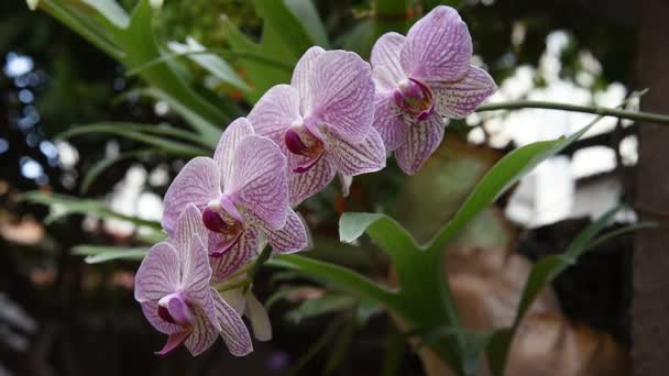 Krásné Zblízka Dvojité Barvy Mini Orchideje Sogo Vivien Pravé Levé — Stock video