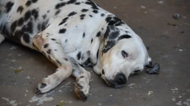 Yaşlı Dalmaçyalı köpek yerde yatıyor.