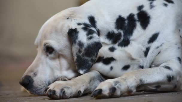 Vecchio Cane Dalmata Sdraiato Terra — Video Stock