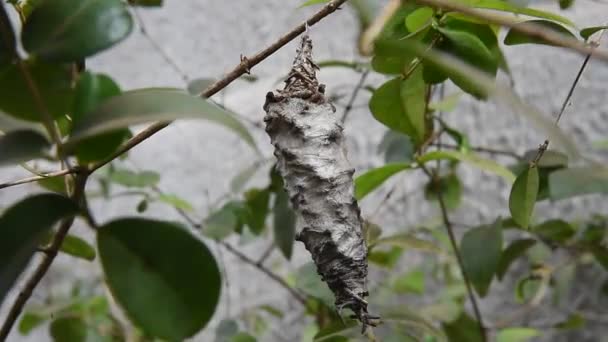 Cocon Chenille Papillon Accroché Sur Feuille Arbre — Video