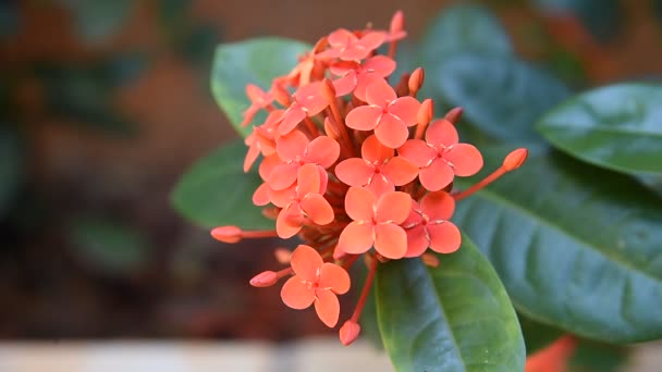 Krásná Červená Zahradní Květina Ixora Chinensis — Stock video