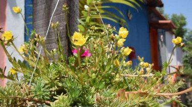 Beyaz çiçekler. Güzel bir menekşe leyleği çiçeği Paskalya tasarımı yakın plan. Güzel kokulu minik çiçekler, yakın çekimde açılır. Makro doğa çiçekleri çiçek açıyor. Zaman aşımı