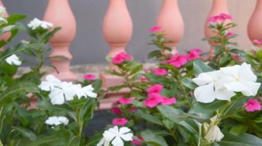 Beyaz çiçekler. Güzel bir menekşe leyleği çiçeği Paskalya tasarımı yakın plan. Güzel kokulu minik çiçekler, yakın çekimde açılır. Makro doğa çiçekleri çiçek açıyor. Zaman aşımı