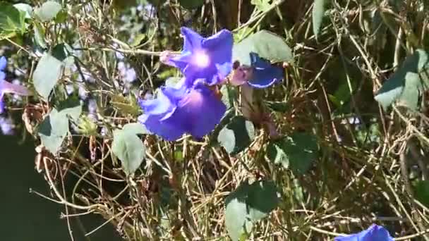 Vita Blommor Vacker Öppning Violett Lila Blomma Påsk Design Närbild — Stockvideo